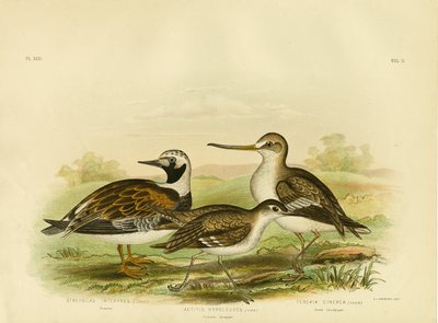 Piro piro, 1891 da Gracius Broinowski